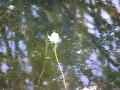 Pigmy white water-lily: