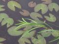 Yellow pond-lily: leaves