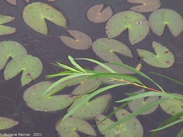 IMG 2002-Aug15 at Bedford:  Yellow pond-lily (Nuphar lutea) leaves