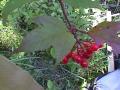 High-bush cranberry: fruit