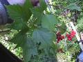 High-bush cranberry: foliage