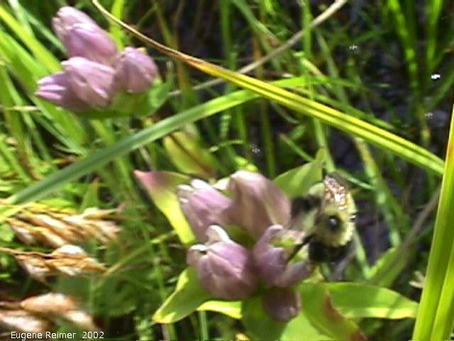 IMG 2002-Aug22 at NOCI SandilandsSelectiveCutting trip:  Bumblebee (Bombus sp) leaving Red-stemmed bottle-gentian (Gentiana rubricaulis) flower