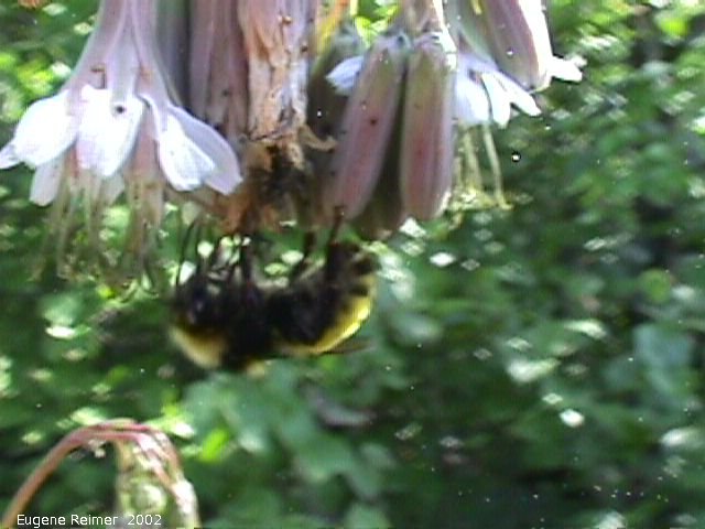 IMG 2002-Aug27 at BirdHillPark:  Bumblebee (Bombus sp) on White lettuce (Prenanthes alba)