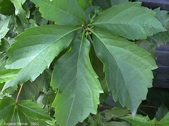 IMG 2002-Aug29 at Winnipeg:  Virginia creeper (Parthenocissus quinquefolia) leaf