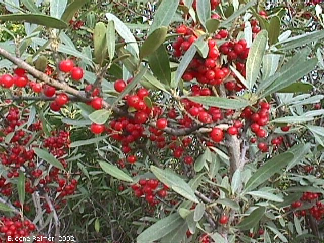 IMG 2002-Aug30 at GarvenRd and PineRidgeRd:  Silver buffaloberry (Shepherdia argentea) fruit