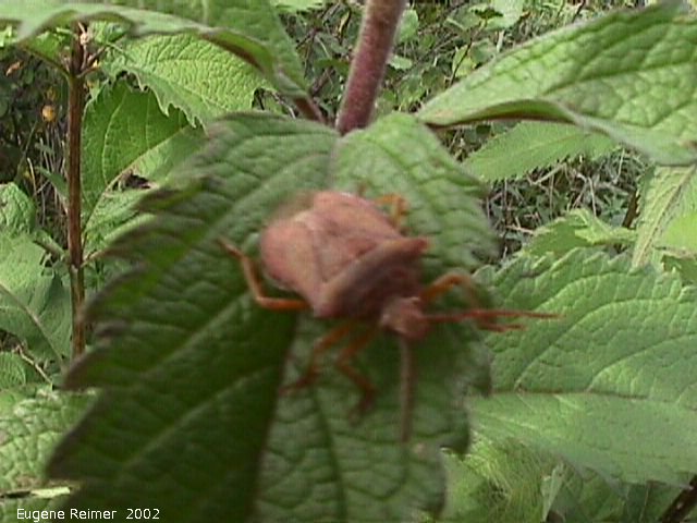 IMG 2002-Sep03 at MossSpurRoad+LibauBog:  Spike-shouldered stinkbug (Picromerus bidens)