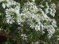 Many-flowered aster: