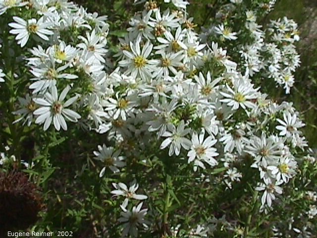 IMG 2002-Sep03 at MossSpurRoad+LibauBog:  Many-flowered aster (Symphyotrichum ericoides)