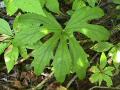 Palmate-leaved coltsfoot: leaf