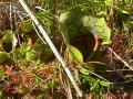 Pitcher plant: leaves