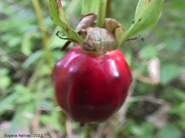 IMG 2002-Sep04 at Middlebro:  Nodding trillium (Trillium cernuum) fruit