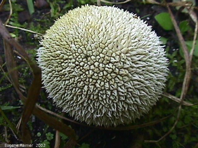 IMG 2002-Sep04 at Middlebro:  Spiny puffball fungus (Lycoperdon echinatum)