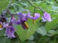 Nightshade=Solanum dulcamara: flowers