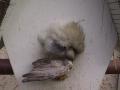 dead-bird: plugging-birdhouse