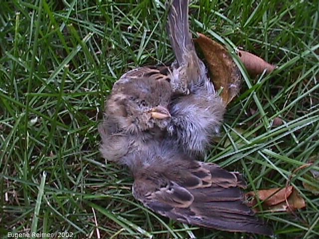 IMG 2002-Oct17 at my backyard:  House sparrow (Passer domesticus) dead removed-from-bird-house