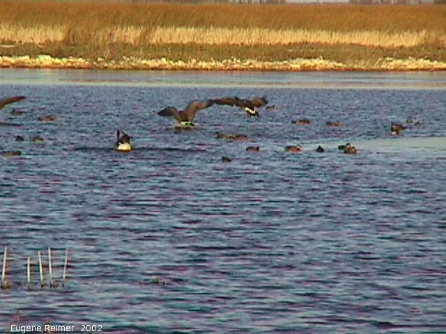 IMG 2002-Oct20 at Oak-Hammock Marsh:  Canada goose (Branta canadensis) landing