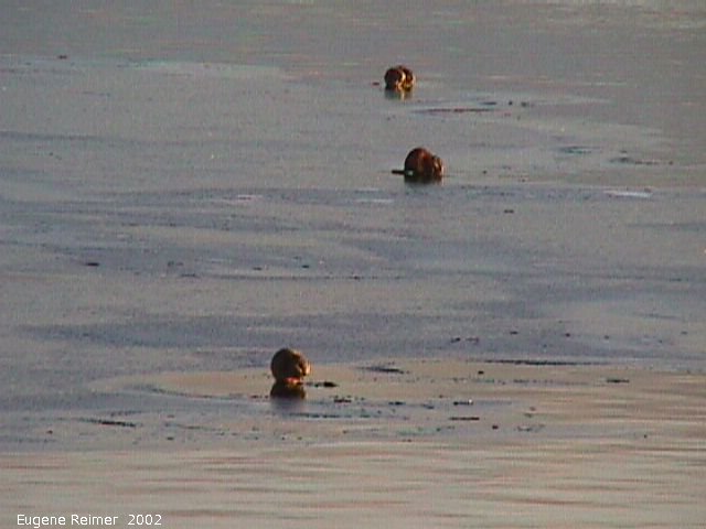 IMG 2002-Oct20 at Oak-Hammock Marsh:  Muskrat (Ondatra zibethicus) on ice