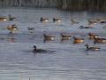 Canada goose: on-water