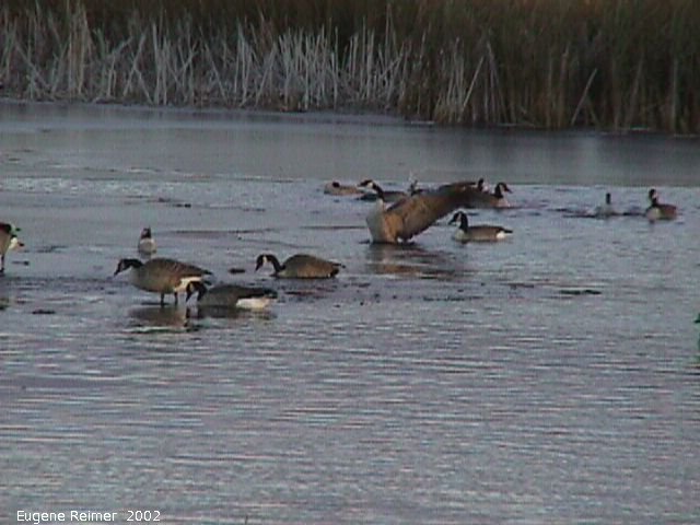 IMG 2002-Oct20 at Oak-Hammock Marsh:  Canada goose (Branta canadensis) on water