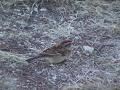 Chipping sparrow: bad-colour