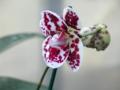 Phalaenopsis: at-EverspringOrchids