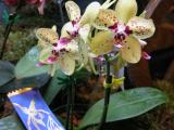MOS-show: orchids