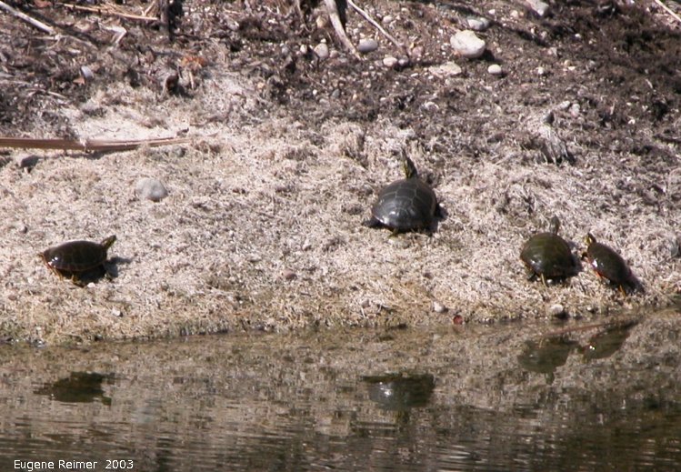 IMG 2003-Apr18 at Braintree-area:  Painted turtle (Chrysemys picta) many