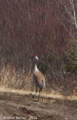 IMG 2003-Apr18 at Braintree-area:  Sandhill crane (Grus canadensis) on road