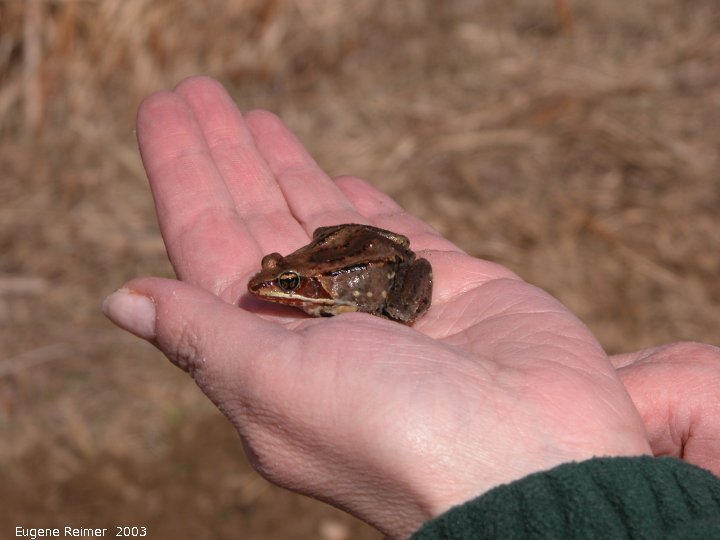 IMG 2003-Apr18 at Braintree-area:  Peggy with Wood frog (Rana sylvatica)