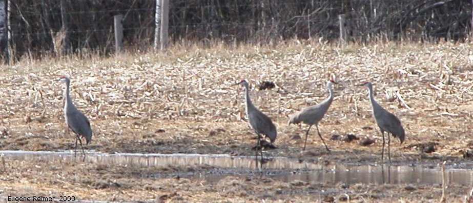 IMG 2003-Apr18 at Braintree-area:  Sandhill crane (Grus canadensis) many on field