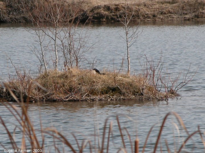 IMG 2003-Apr18 at Braintree-area:  Canada goose (Branta canadensis) on island