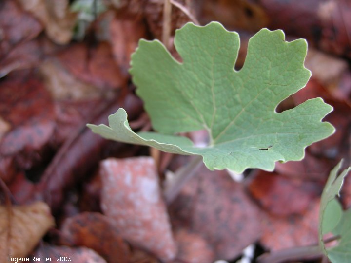 IMG 2003-May10 at Hadashville:  Bloodroot (Sanguinaria canadensis) leaf