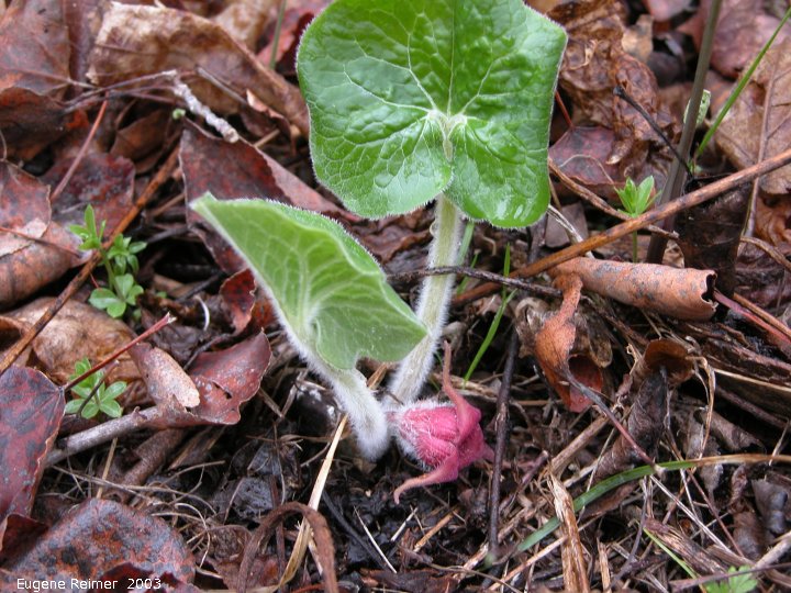 IMG 2003-May10 at Hadashville:  Wild ginger (Asarum canadense) with flower