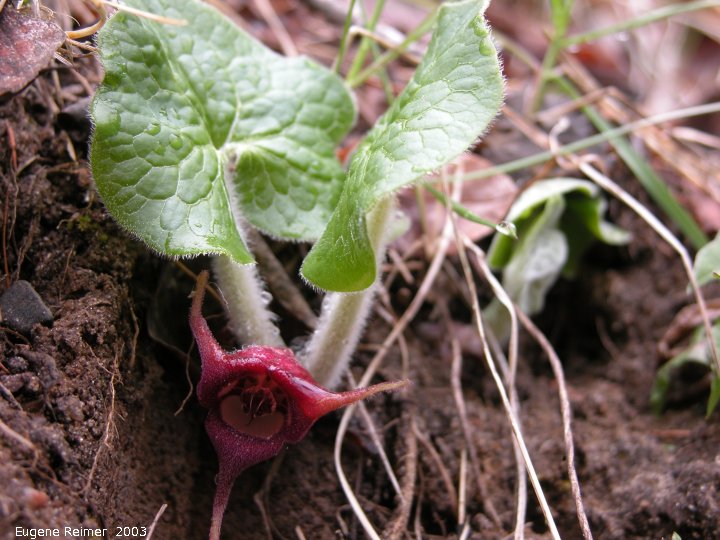 IMG 2003-May10 at Hadashville:  Wild ginger (Asarum canadense) with flower