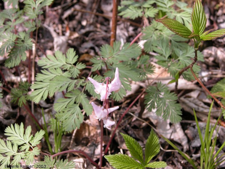 IMG 2003-May12 at Whitemouth Lake:  Dutchmans breeches (Dicentra cucullaria) pink