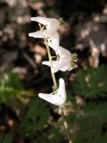 Dutchmans breeches: pants on the flagpole