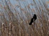 Red-winged blackbird: from moving boat