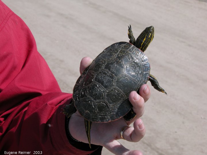 IMG 2003-May12 at Whitemouth Lake:  Painted turtle (Chrysemys picta)