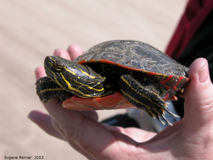 IMG 2003-May12 at Whitemouth Lake:  Painted turtle (Chrysemys picta)