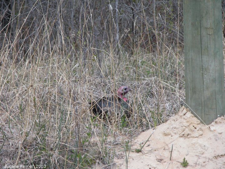 IMG 2003-May12 at near Woodridge:  Wild turkey (Meleagris gallopavo)
