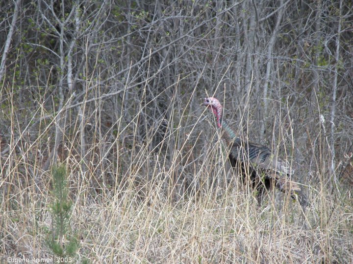 IMG 2003-May12 at near Woodridge:  Wild turkey (Meleagris gallopavo)
