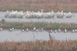 White pelican: many in rain near Boissevain