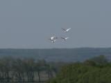 Cattle egret: in flight