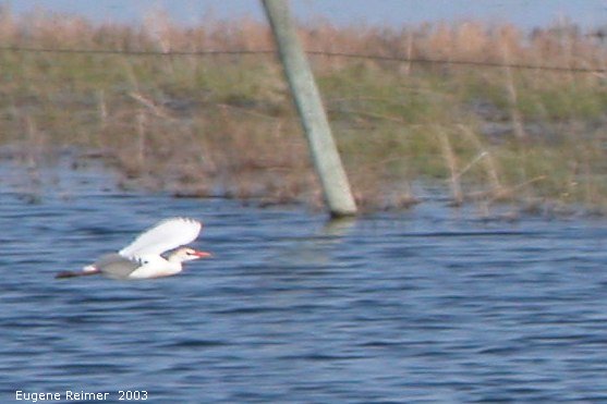 IMG 2003-May17 at WalkinshawPlace near Boissevain:  Great egret (Ardea alba)