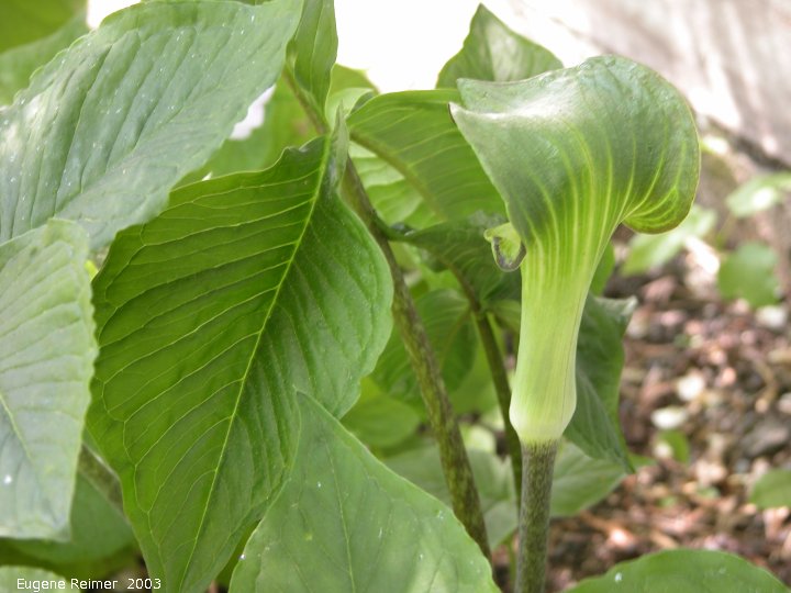 IMG 2003-May26 at the Al+DorisAmes yard:  Jack-in-the-pulpit (Arisaema triphyllum) the pulpit