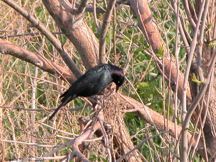 IMG 2003-May26 at NW Winnipeg:  Brewers blackbird (Euphagus cyanocephalus)