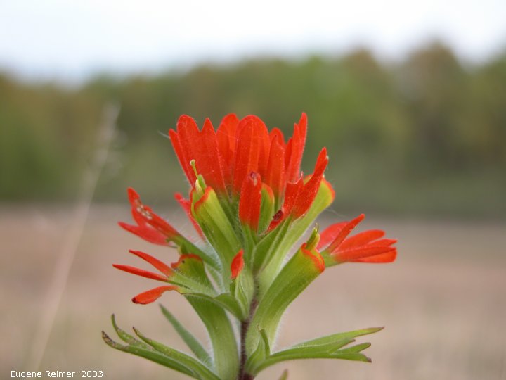 IMG 2003-May27 at PTH#15 east of Anola:  Red paintbrush (Castilleja coccinea)