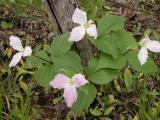 Large-flowered trillium: