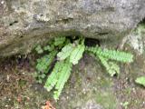 Maidenhair spleenwort fern: