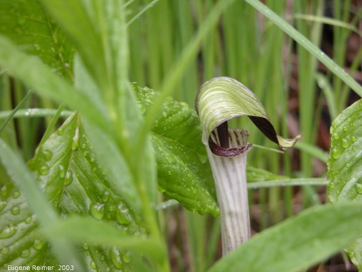 IMG 2003-May31 at CraneRiver ON:  Jack-in-the-pulpit (Arisaema triphyllum)